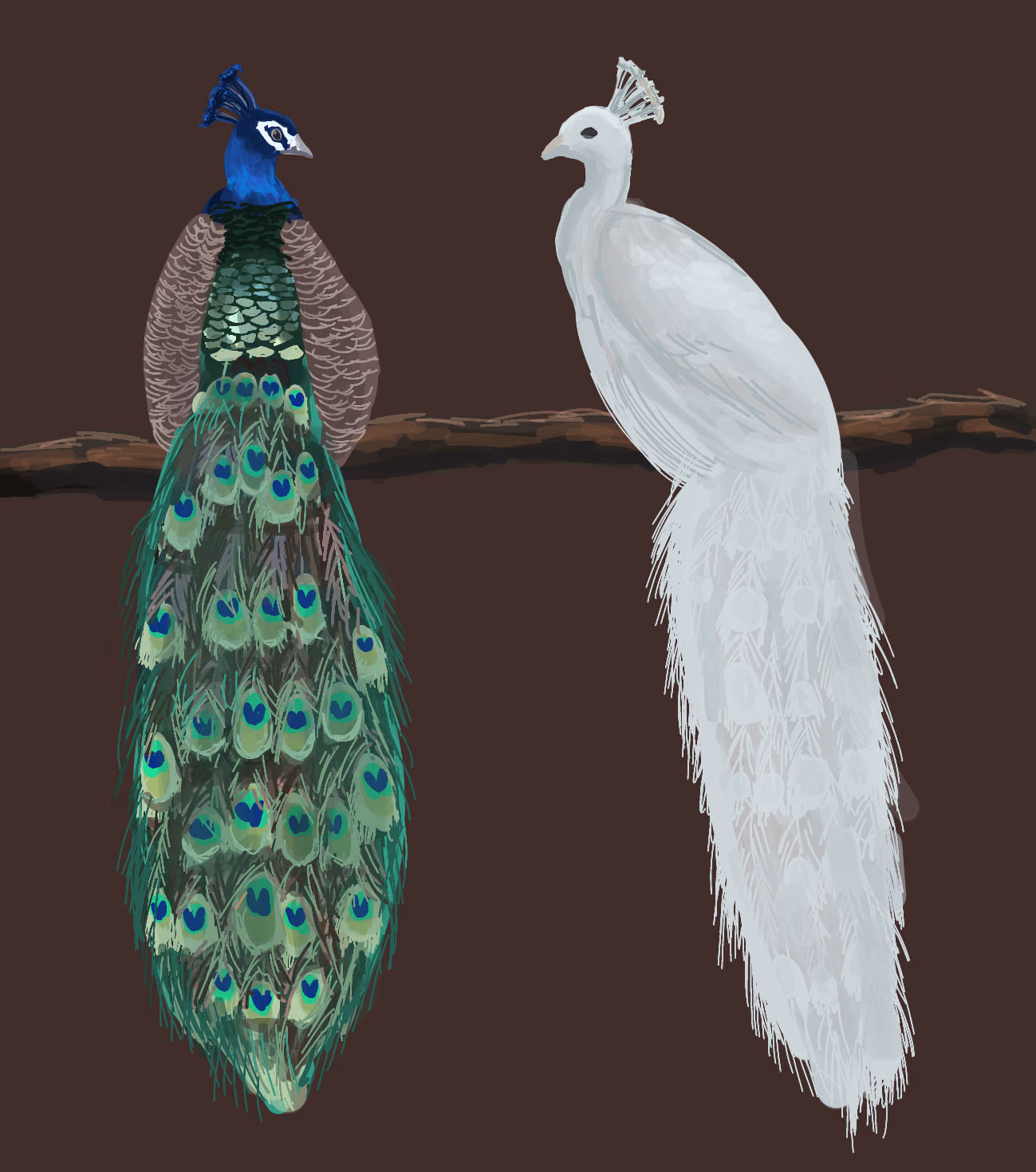 Peacocks
